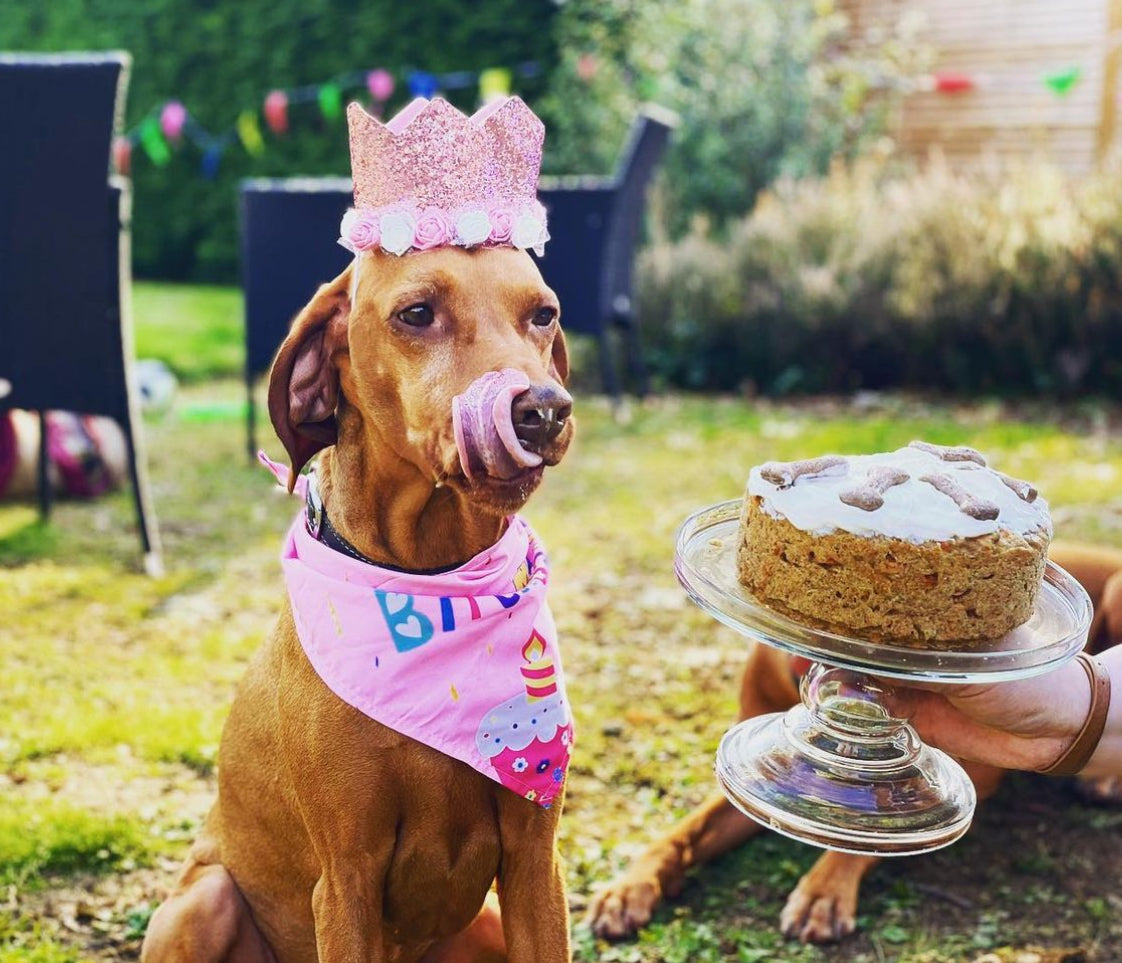 Doggy Birthday Cake Bottle
