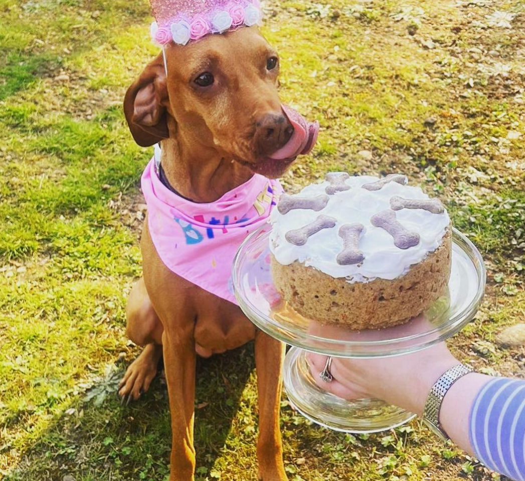 Doggy Birthday Cake Bottle