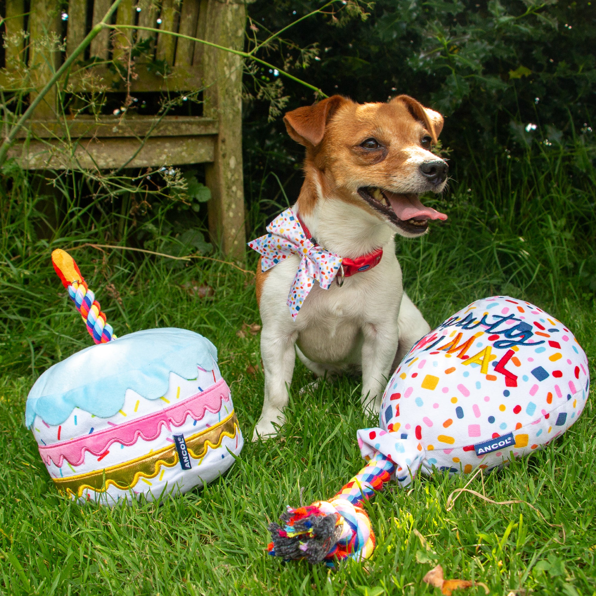 Pawty Sprinkle Cake