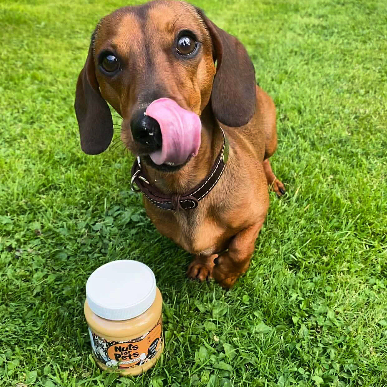 Nuts For Pets Pooch Butter - Doggy Peanut Butter - 350ml - Doggy Baking Co by The Bottled Baking Co